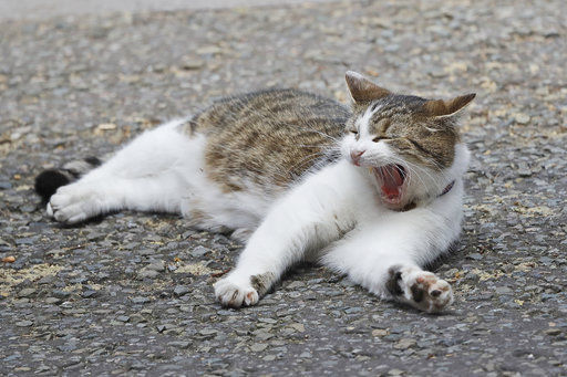 Swinged Cat
